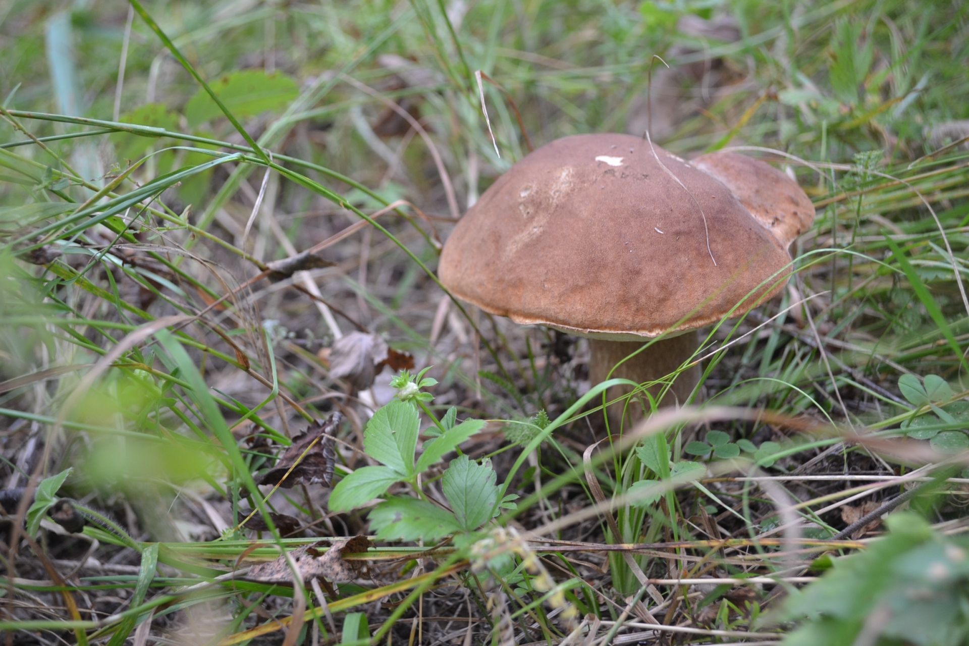 Белый гриб Татарстан