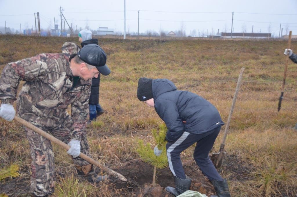 В Агрызе высадили 100 деревьев в честь 100-летия ТАССР