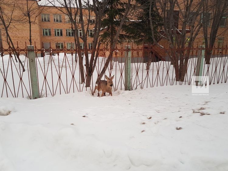 В Татарстане спасли косулю, которая застряла в заборе школы