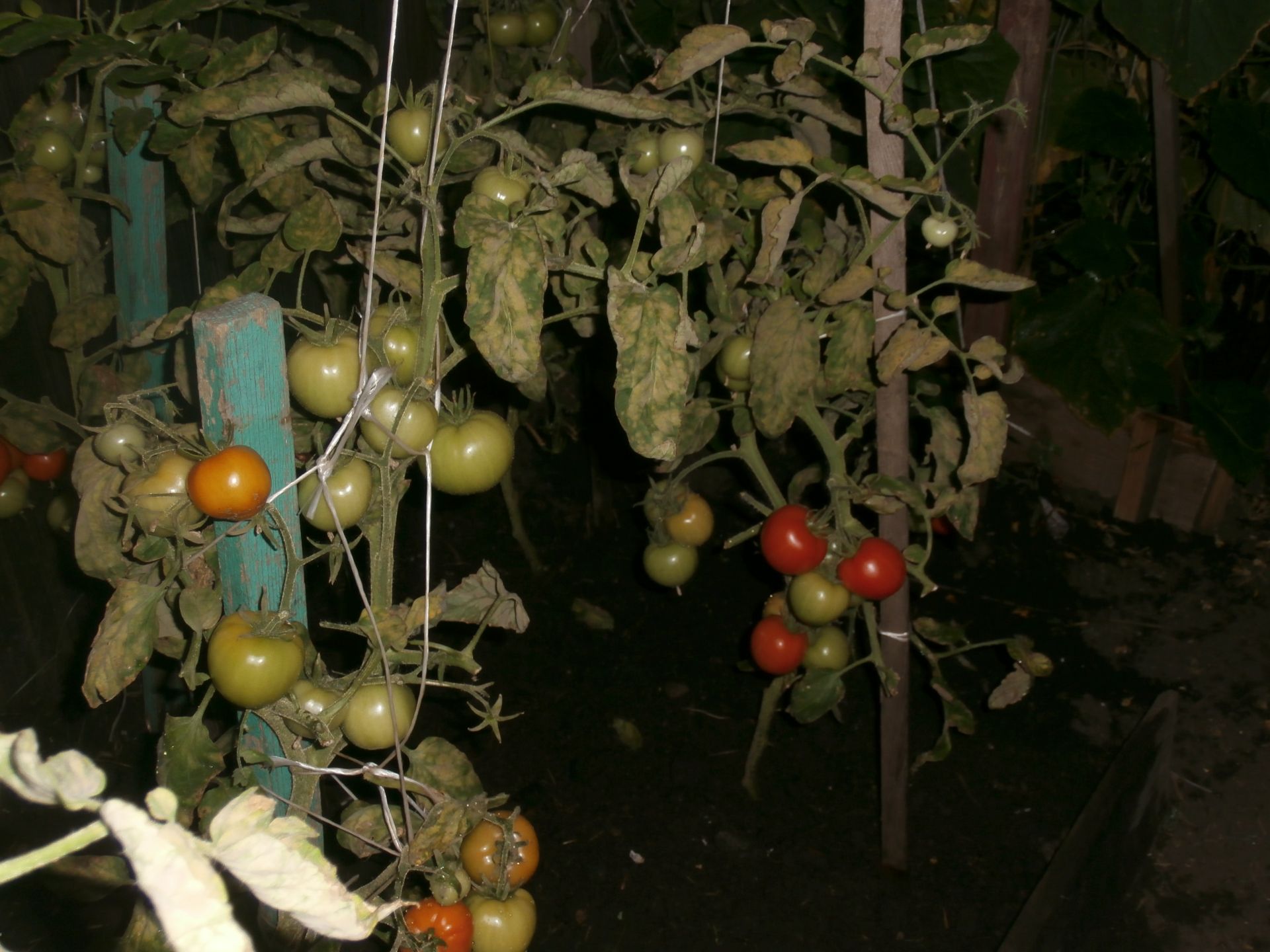 Секреты возделывания огурцов, капусты, лука раскрыла опытный садовод Агрызского района