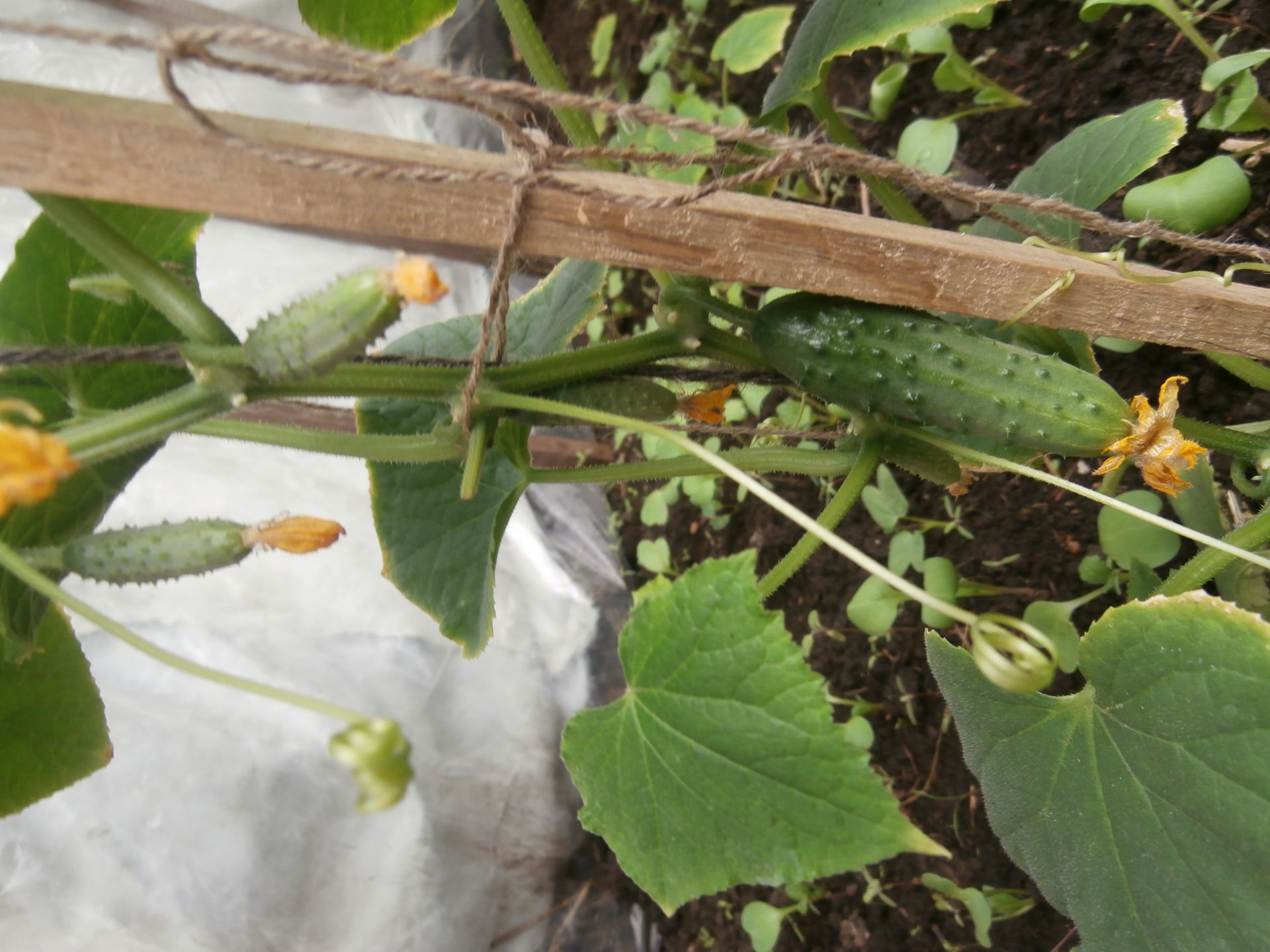 Секреты возделывания огурцов, капусты, лука раскрыла опытный садовод Агрызского района