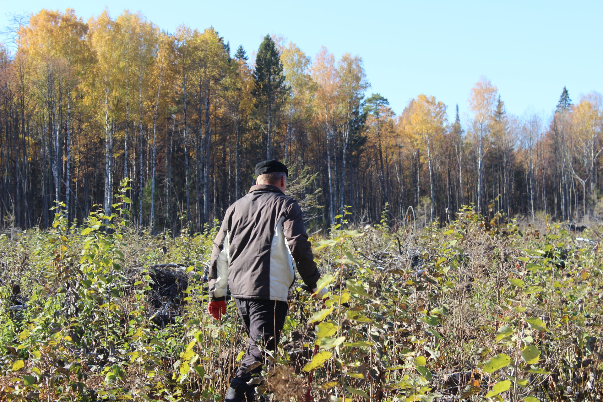 В рамках акции "Сохраним лес" агрызцы на 2,8 гектарах посадили саженцы ели