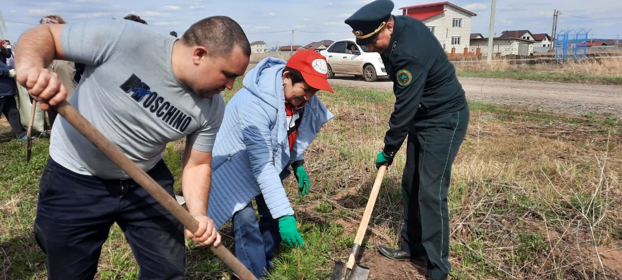 В Агрызе в рамках международной акции «Сад памяти» посадили 300 саженцев