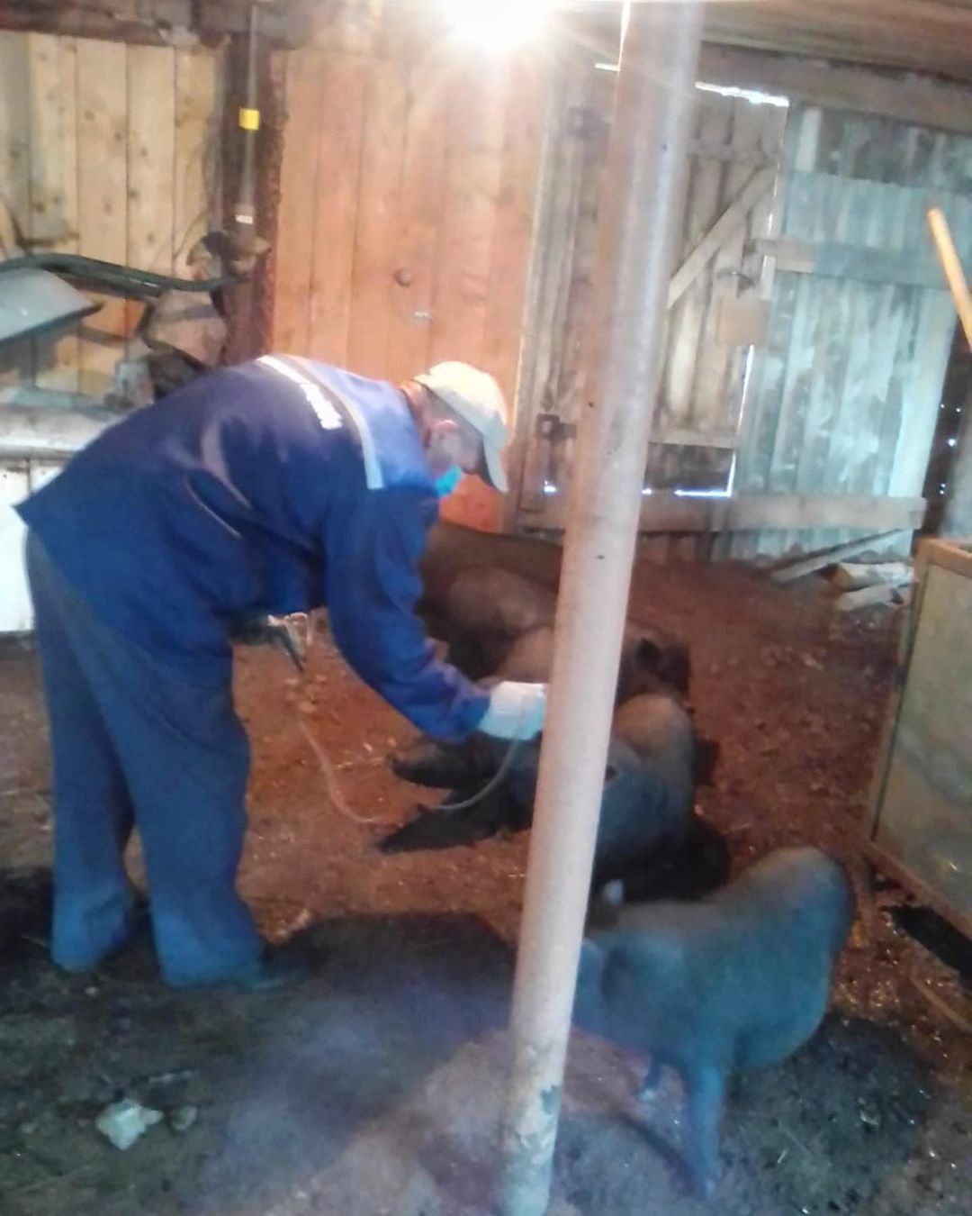 В Агрызском районе проводят вакцинацию против классической чумы свиней