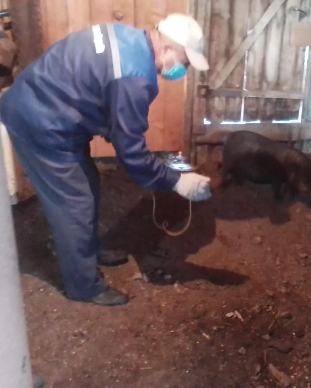 В Агрызском районе проводят вакцинацию против классической чумы свиней