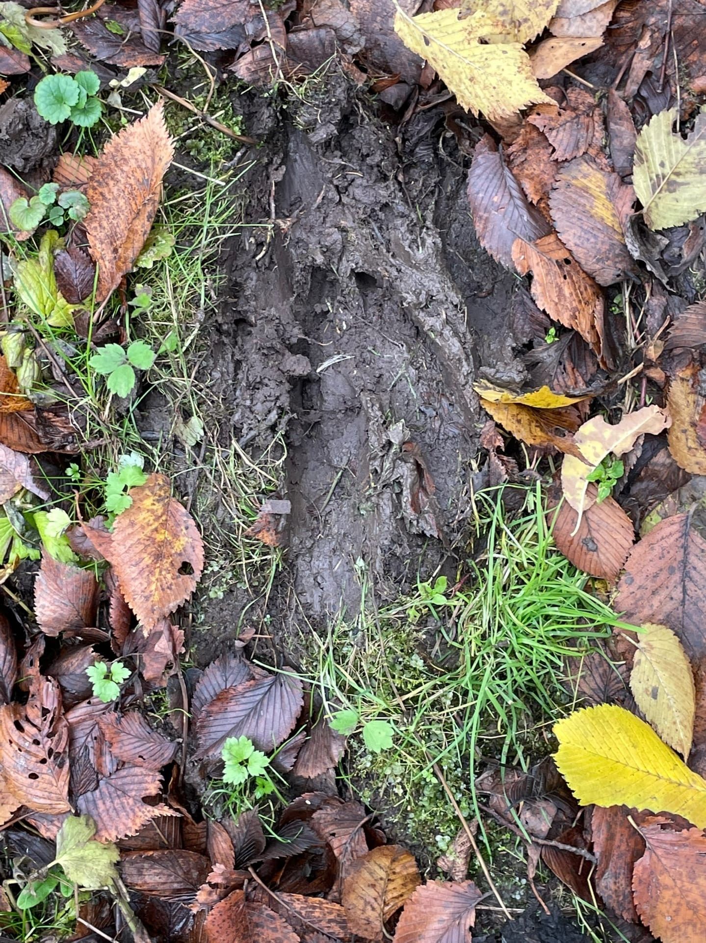 Житель Агрыза встретил в лесу следы медведя (ФОТО)