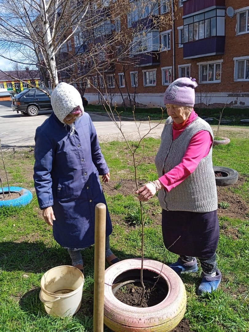 В ТОС "Уютный дворик" посадили деревья в честь 9 мая