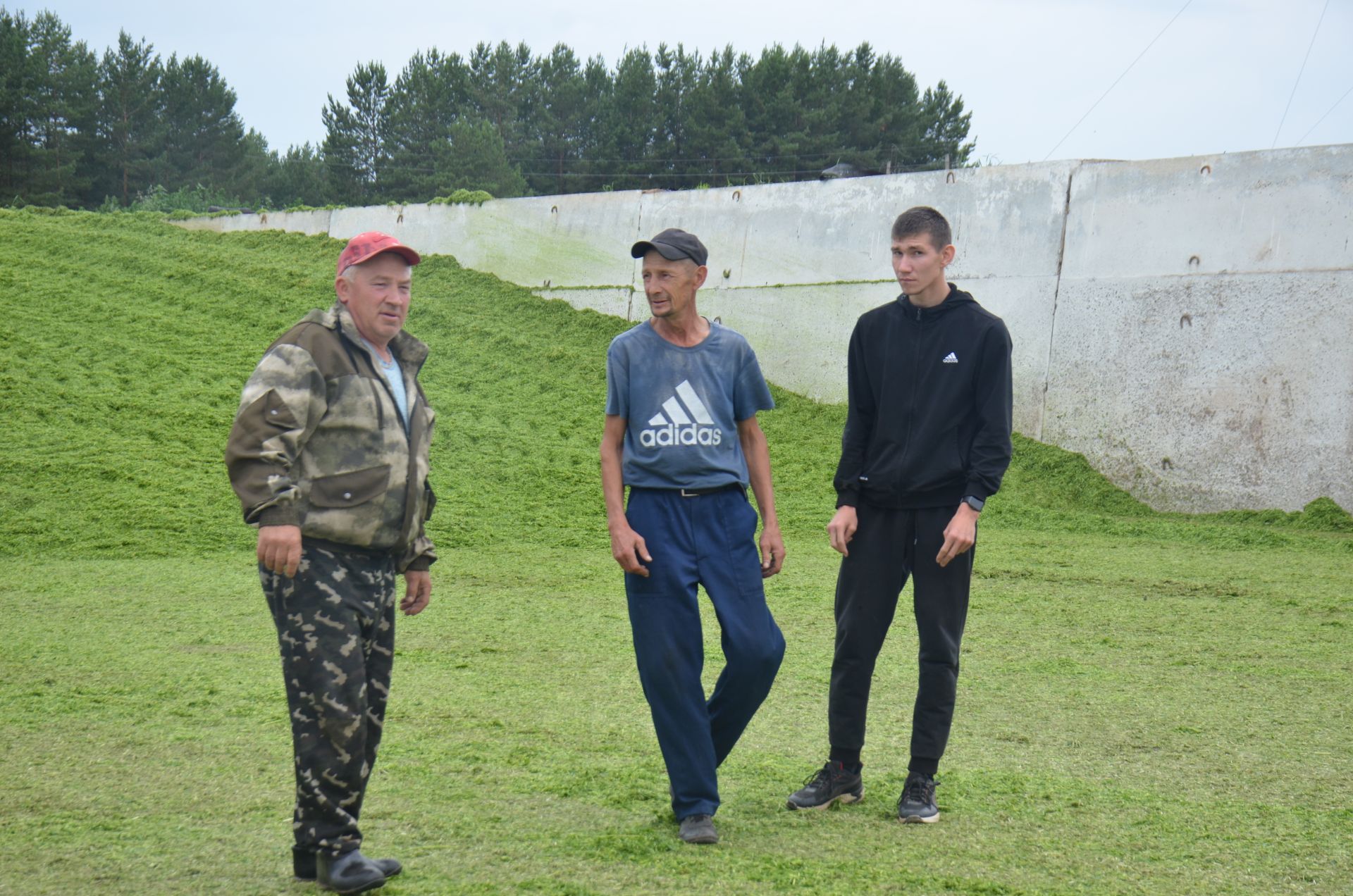 Район хуҗалыкларында терлек азыгы хәзерләү кампаниясе бара