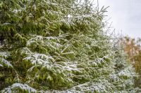 В преддверии Нового года в Агрызском районе усилена охрана хвойных молодняков