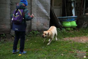 Глава сельского поселения в Татарстане просит депутатов Госдумы усилить защиту детей от нападений собак