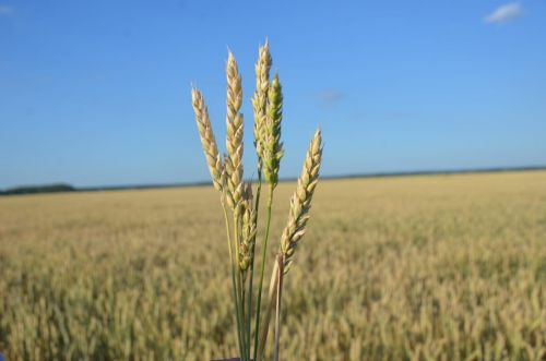 В Агрызском районе отмечена максимальная гибель 20% на 308 га озимой ржи