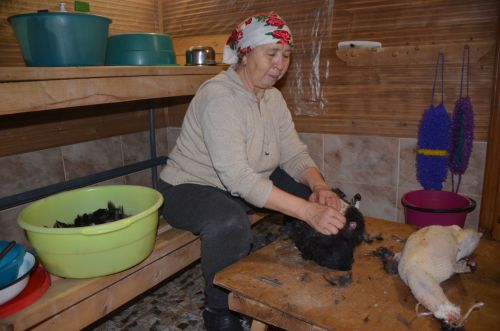 Гөлфия апа Шиабиева:  “Быел да казларыбыз авырлыкны әйбәт җыйдылар“