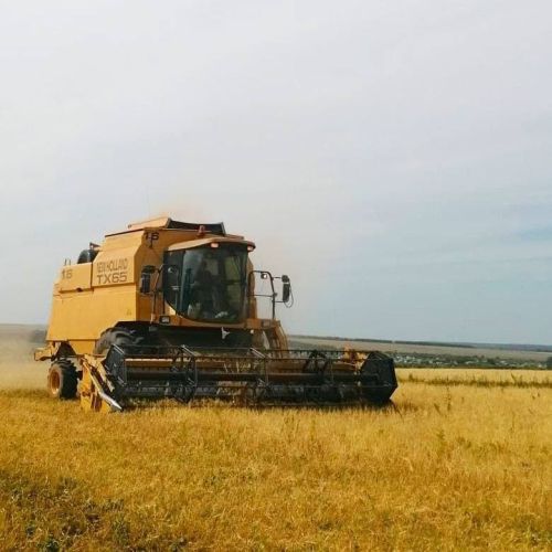 Хуҗалыкларда урып-җыю эшләре дәвам итә