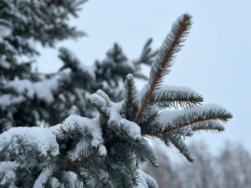 Прогноз погоды на 31 января