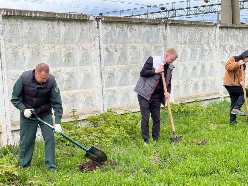 В Агрызе продолжается посадка деревьев в рамках международной акции «Сад памяти»