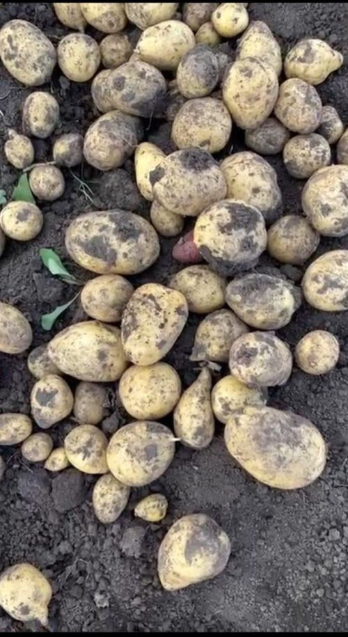 Посадили картофель в апреле: Какой урожай ожидать?