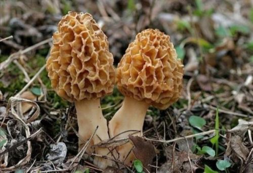 Ә сез кәҗә гөмбәсе (сморчки) җыеп, кыздырдыгызмы әле
