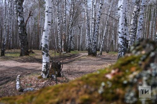Прогноз погоды на 9 апреля в Агрызе