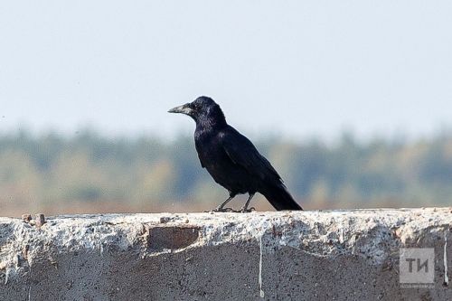 Прогноз погоды на 10 апреля в Агрызе