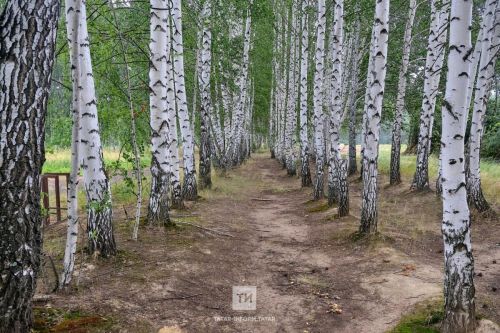 В Татарстане зарегистрирован первый случай клещевого боррелиоза