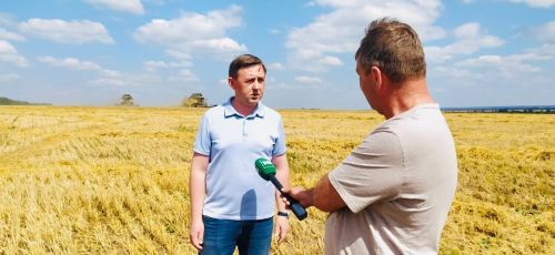 В Агрызе стартовала уборочная кампания озимой пшеницы