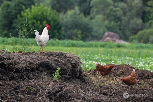 Бакчада тавыклар һәм бал кортлары тотарга ярыймы