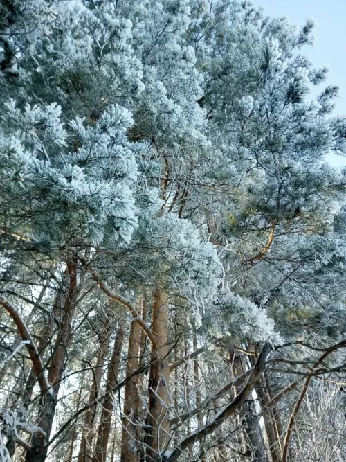 Погода в Агрызском районе на 24 февраля