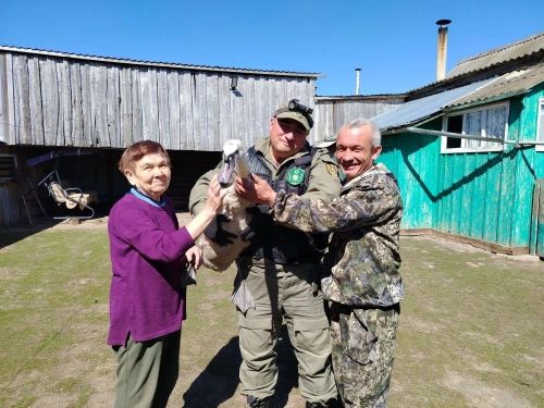 Спасённого лебедя-кликуна выпустили на волю в заказнике «Кичке-Тан»