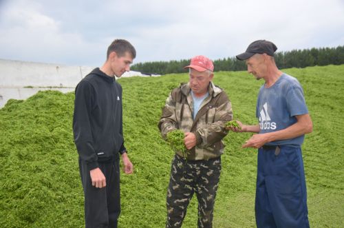 Район хуҗалыкларында терлек азыгы хәзерләү кампаниясе бара