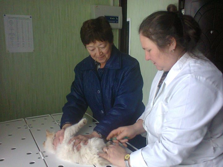 Әгерҗе районында котыру чиренә каршы прививка куялар