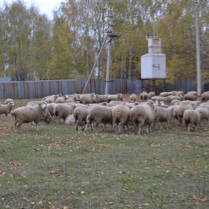 Татарстан фермерларга ярдәмгә акча бирәчәк