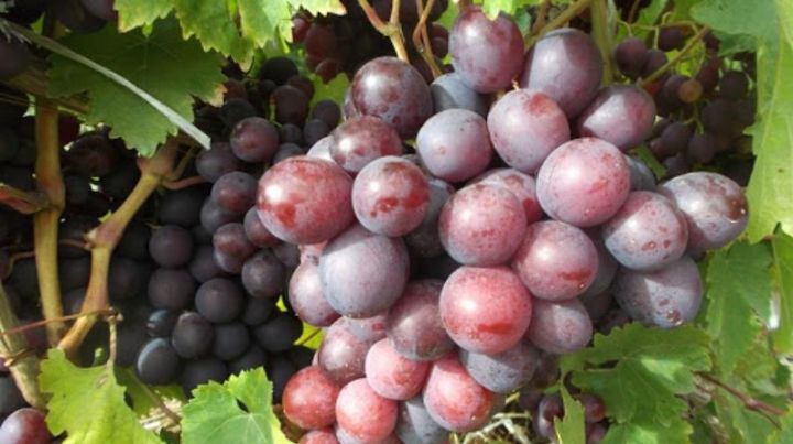 Секреты татарстанских виноградарей: Как вырастить сладкий виноград?