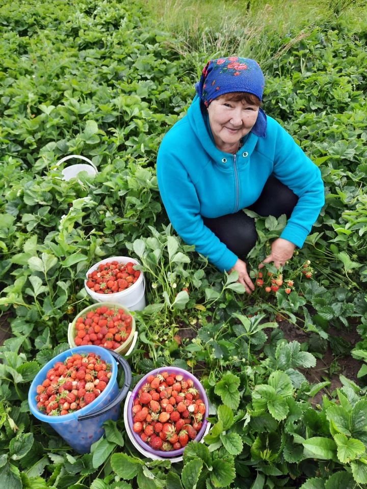 Гулюса Гатауллина из Девятерни выращивает ягоды в память о матери