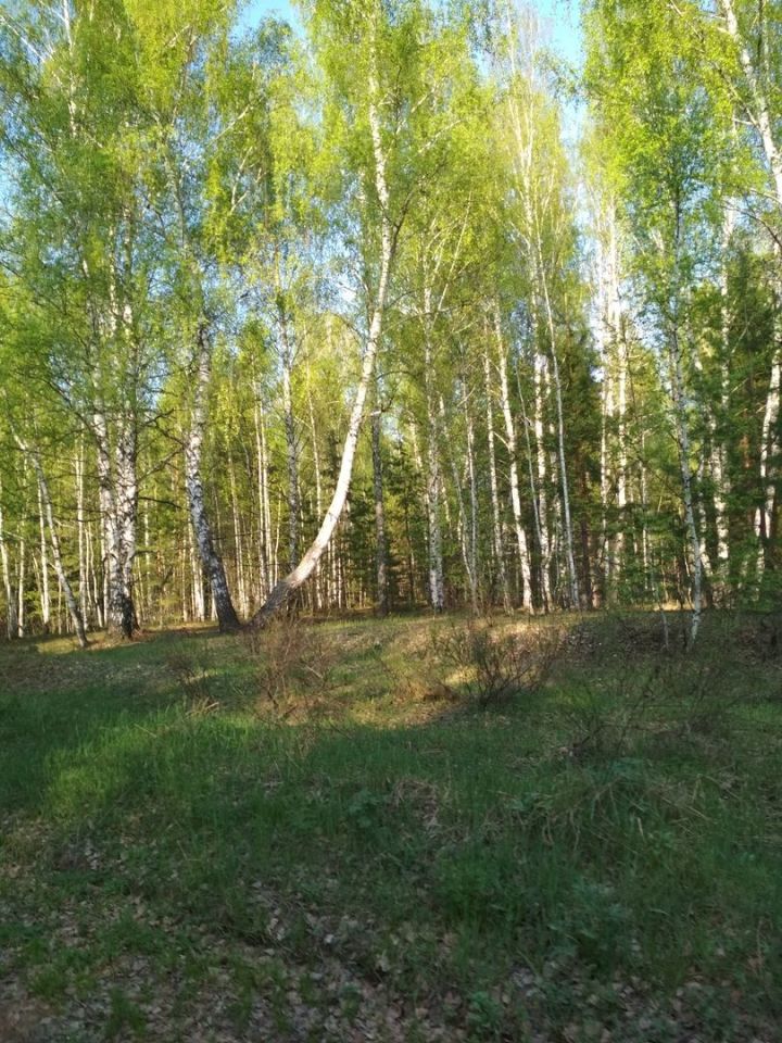 В Агрызском районе ограничено посещение лесов