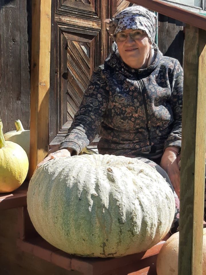 “Кабак бик уңды, ә бәрәңге уңышы былтыргыдан начаррак”