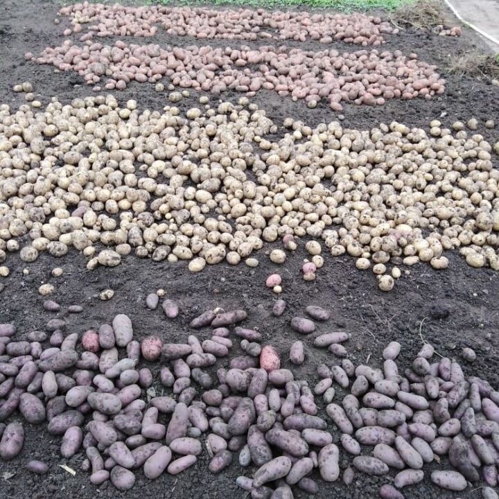 Как обстоят дела с урожаем картофеля в Агрызе?