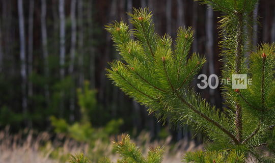 Лесоводы Татарстана перевыполнили план по лесовосстановлению на 179%