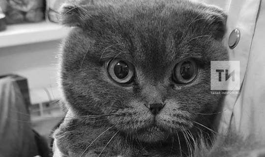 Умер кот Тишка, спасенный из пожара под Казанью