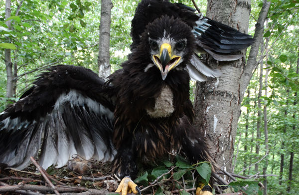 Гнезда редчайших птиц, занесенных в Красную книгу, замечены в Агрызском районе