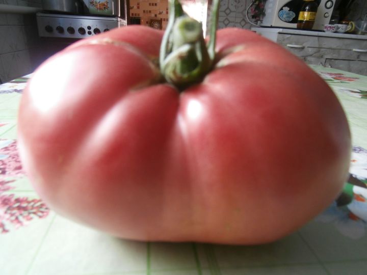 Моему урожаю помидоров завидуют все соседи!