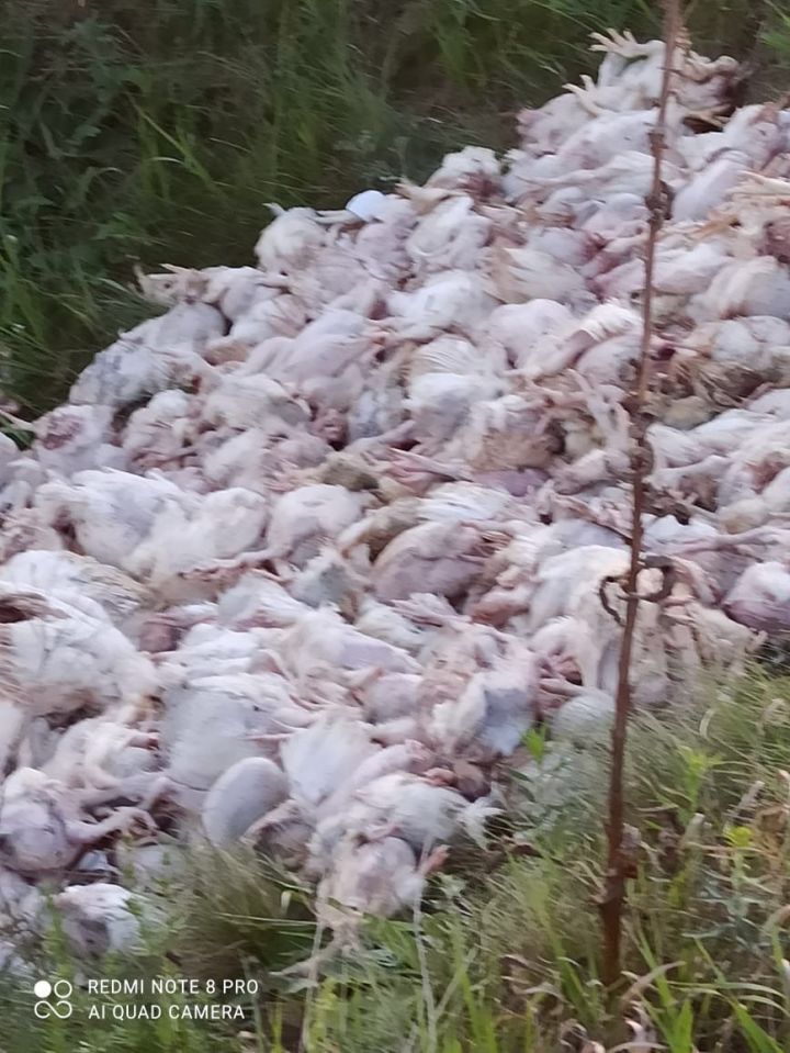 Фото обнаруженных в овраге кучи мертвых и живых цыплят взорвали Сети