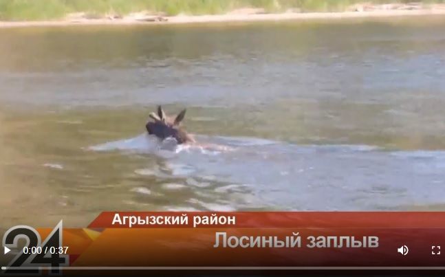 В Агрызском районе сняли на видео купающегося в реке лося