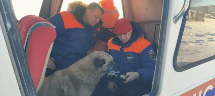 Спасенной из-под льда на Волге собаке ищут новых хозяев