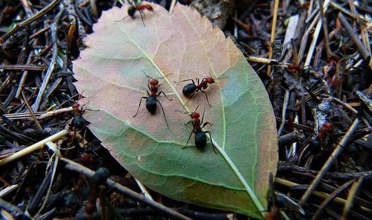 Бакча кырмыскаларына каршы ничек көрәшергә?