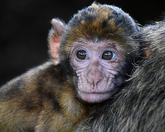 Роспотребнадзор назвал основные симптомы и признаки вируса оспы обезьян