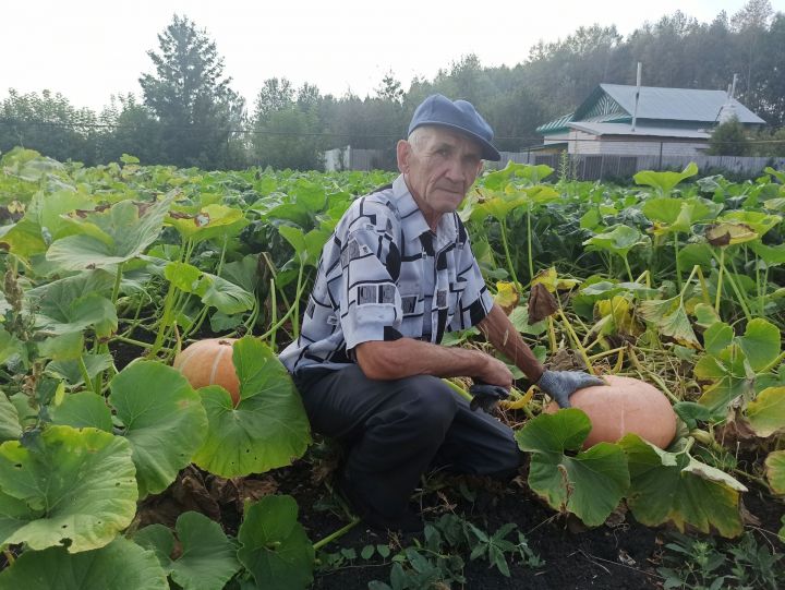 Житель Кучукова вырастил на своем участке четыре прицепа тыквы