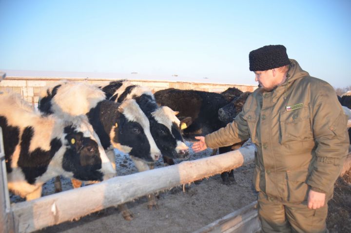 В Агрызском районе поставлен рекорд по надоям молока