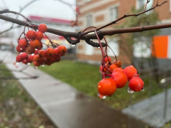Кызыл миләштән төрле авыруларны дәвалый торган РЕЦЕПТЛАР