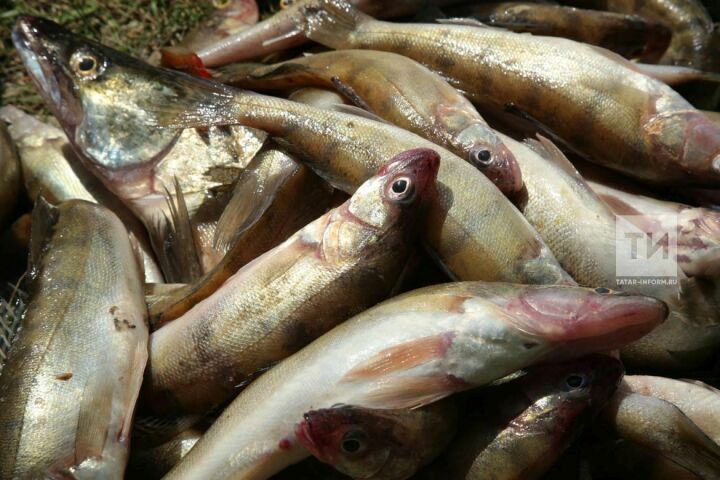 В Агрызе вынесли приговор браконьеру, который добыл рыбу на сумму более 90 тыс. рублей
