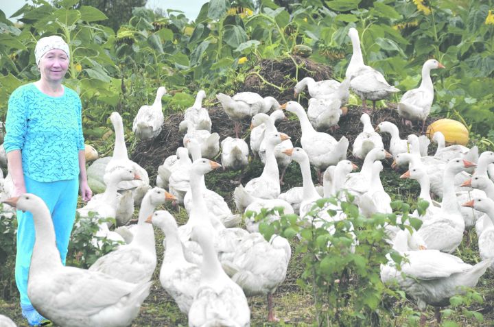 Миннихузины из Салаушей выращивают по сто пятьдесят гусей